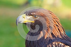 Retrato dorado águila 