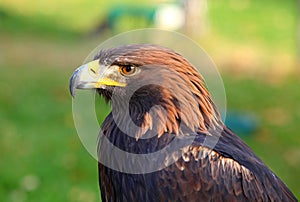 Portrait of a Golden Eagle