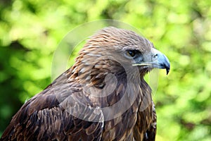 Portrait of a Golden Eagle (Aquila chrysaetos) photo