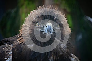 Portrait of Golden Eagle (Aquila chrysaetos