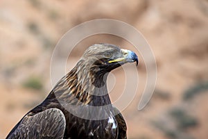 Portrait of Golden eagle Berkut close-up. Traveling in Kyrgyzstan