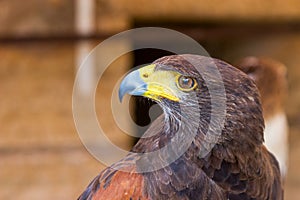 Portrait golden eagle