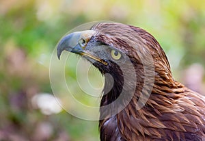 Portrait of a golden eagle