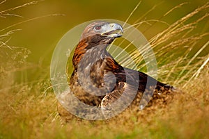 Portrait of Golden Eagle, sitting in the brown grass. Wildlife scene from nature. Summer day in the meadow. Eagle with open bill.