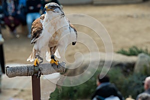 Portrait of golden eagle during training sesion photo