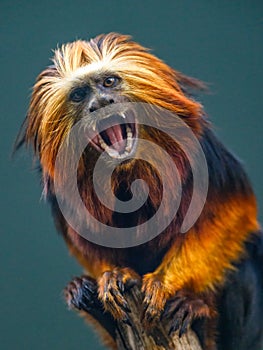 Portrait of a golden-headed lion tamarin Leontopithecus chrysomelas