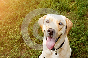 Portrait of golden labrador sitting on a green grass in the looking at camera. Walk the dog concept. Close up