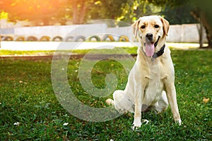 Portrait of golden labrador sitting on a green grass in the looking at camera. Walk the dog concept