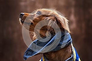 Portrait of golden puppy. Puppy with scarf jean.