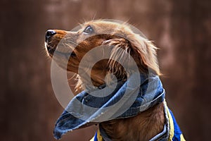 Portrait of golden puppy. Puppy with scarf jean. photo