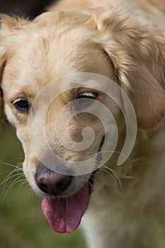 A Portrait of a Golden Retriever dog