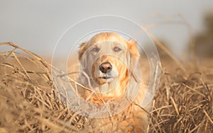Portrait of Golden retriever dog
