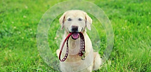 Golden Retriever dog holding leash in the mouth on the grass in summer park