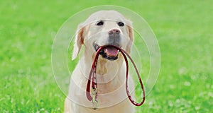 Portrait Golden Retriever dog holding a leash in the mouth in a park