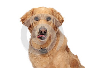 portrait of golden retriever dog sticking out tongue and panting