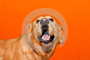 Portrait of golden retriever labrador mouth open on a orange studio background.closeup