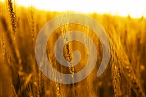 Portrait of golden wheat fields