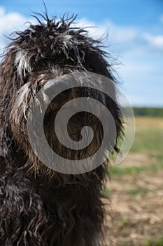 Portrait of a Goldendoodle dog. Fluffy, curly, long, black light brown coat. Dog photo