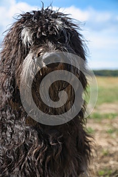 Portrait of a Goldendoodle dog. Fluffy, curly, long, black light brown coat. Dog photo