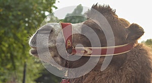 Portrait of a good camel.Profile view on forest background.