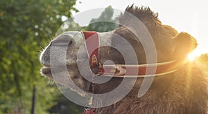 Portrait of a good camel.Profile view on forest background