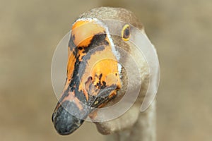 Portrait of a goose close-up on a blurry background of brown color.