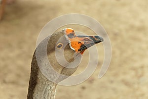 Portrait of a goose close-up on a blurry background of brown color.