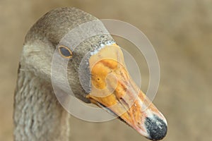 Portrait of a goose close-up on a blurry background of brown color.