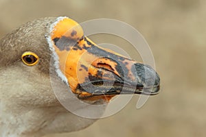 Portrait of a goose close-up on a blurry background of brown color.