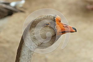 Portrait of a goose close-up on a blurry background of brown color.