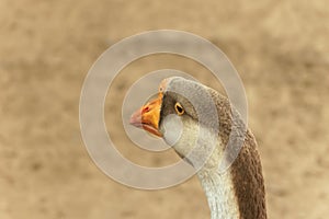 Portrait of a goose close-up on a blurry background of brown color.