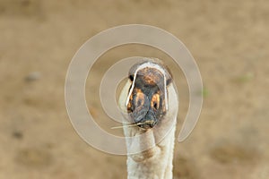 Portrait of a goose close-up on a blurry background of brown color.