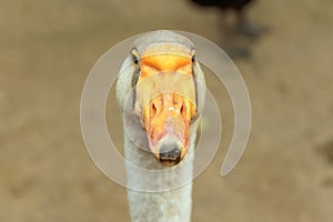 Portrait of a goose close-up on a blurry background of brown color.