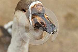 Portrait of a goose close-up on a blurry background of brown color.