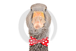 Portrait of a goose in a red bow tie