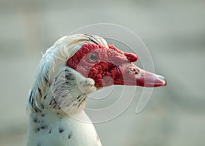 Portrait of Goose with Red Caruncle