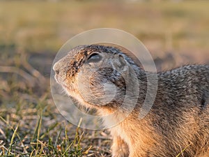 Portrait of a gopher on the grassy lawn. Close-up