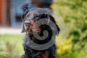 Portrait of Gordon setter dog