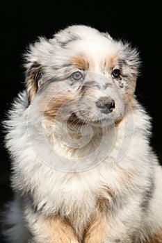 Portrét nádherný austrálsky šteňa 