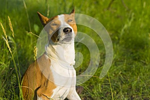 portrait of gorgeous basenji dog squinted at warm evening sun