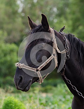 Portrait of a gorgeous black horse against green field
