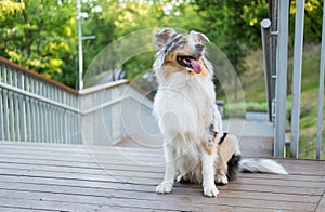 Portrait of a gorgeous blue merle aussie dog in urban park.