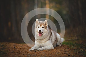 Portrait of gorgeous and free Siberian Husky dog lying in the bright enchanting fall forest