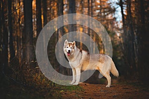 Portrait of gorgeous and free Siberian Husky dog standing in the bright enchanting fall forest