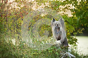 Portrait of gorgeous hairless Chinese Crested Dog standing in the field in summer at sunset