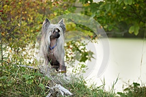 Portrait of gorgeous hairless Chinese Crested Dog standing in the field in summer at sunset