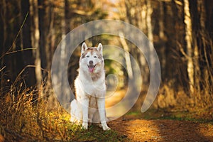 Portrait of gorgeous, happy, free and prideful Beige and white dog breed Siberian Husky sitting in the bright autumn forest at