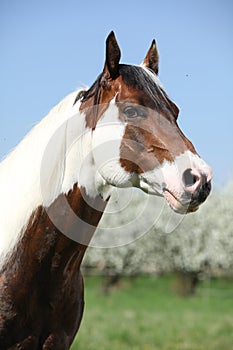 Portrait of gorgeous paint horse stallion in spring