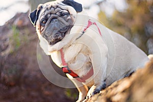 Portrait of a gorgeous pug dog in a red collar