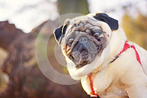 Portrait of a gorgeous pug dog in a red collar